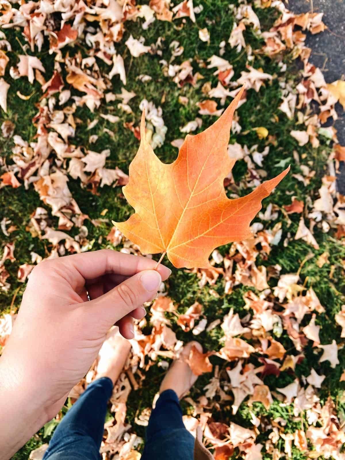 A person holding an orange leaf that has fallen from the tree.