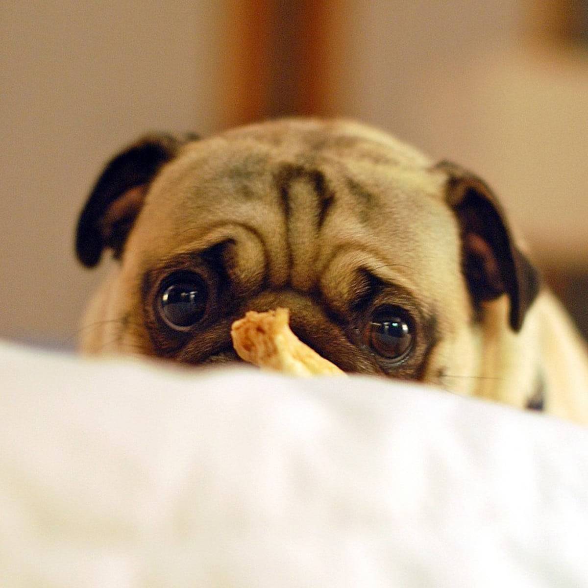 Pug with a bone.