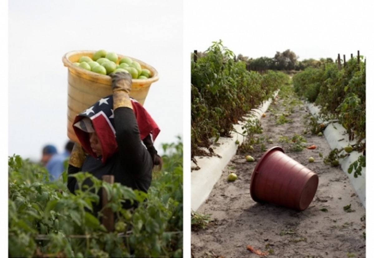 Woman carrying a tub of fruit in a field.